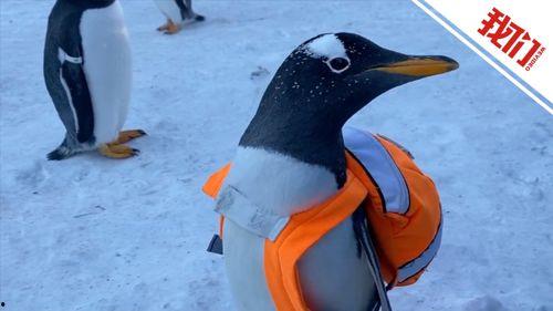 网红爆料企鹅事件视频在线观看,企鹅事件视频在线观看，真相令人震惊！